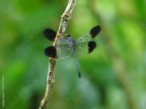 Wallpaper Mural Helicopter damsel fly resting on a branch Torontodigital.ca