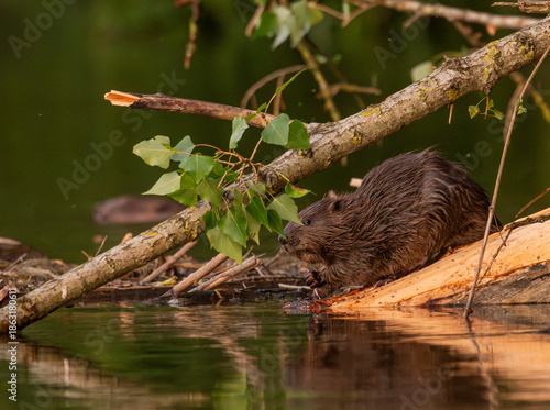 Cute beaver went out for his daily routine.
