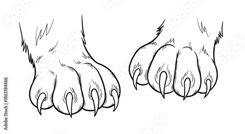 Detailed black and white line art illustration showing a pair of furry animal paws with sharp curved predatory claws.