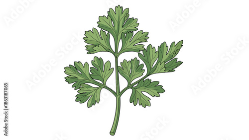 Detailed hand drawn illustration of a fresh green parsley leaf sprig isolated on a white background for culinary or botanical use.