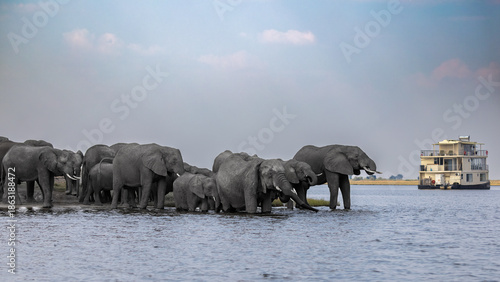 Elephants in the water, Chobe River, Namibia
