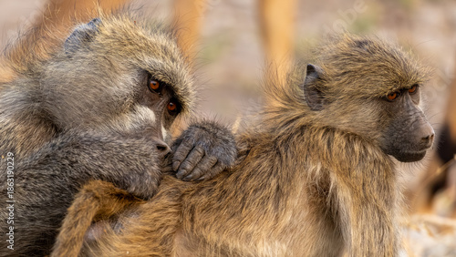 Photos delouse mother and baby Baboon