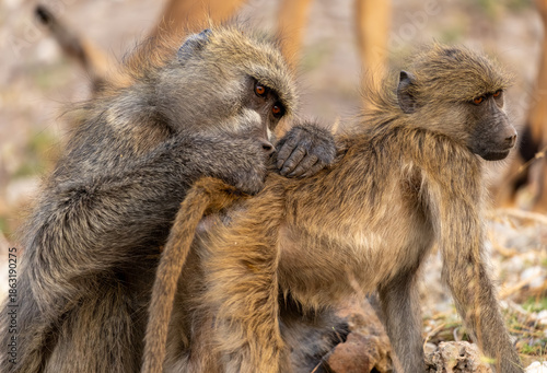 Fotografía delouse mother and baby Baboon