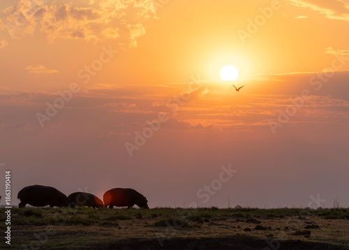 Hippo on sunset Chobe River, Namibia