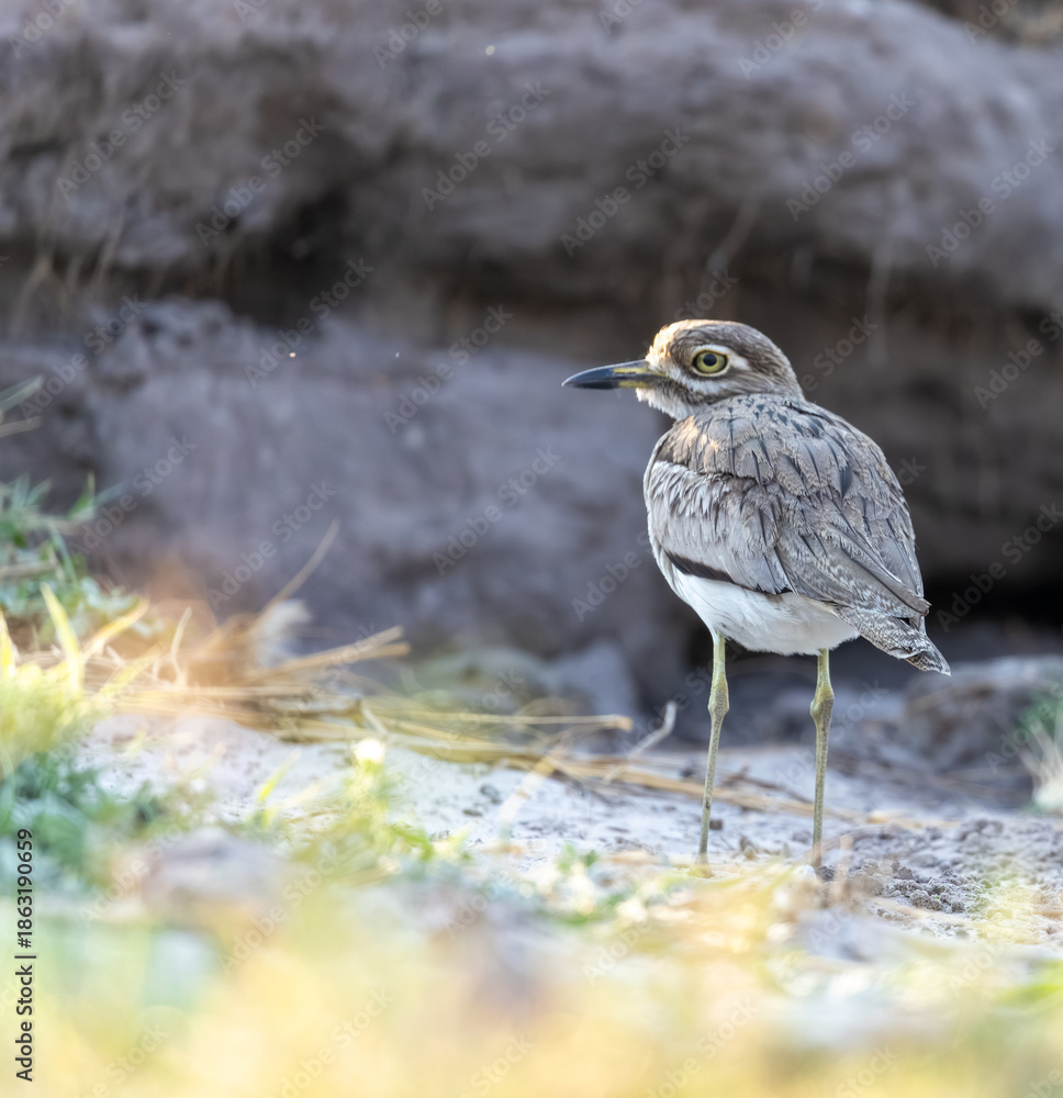 Fototapeta premium Water Thick-Knee, Water Dikkop, Burhinus vermiculatus