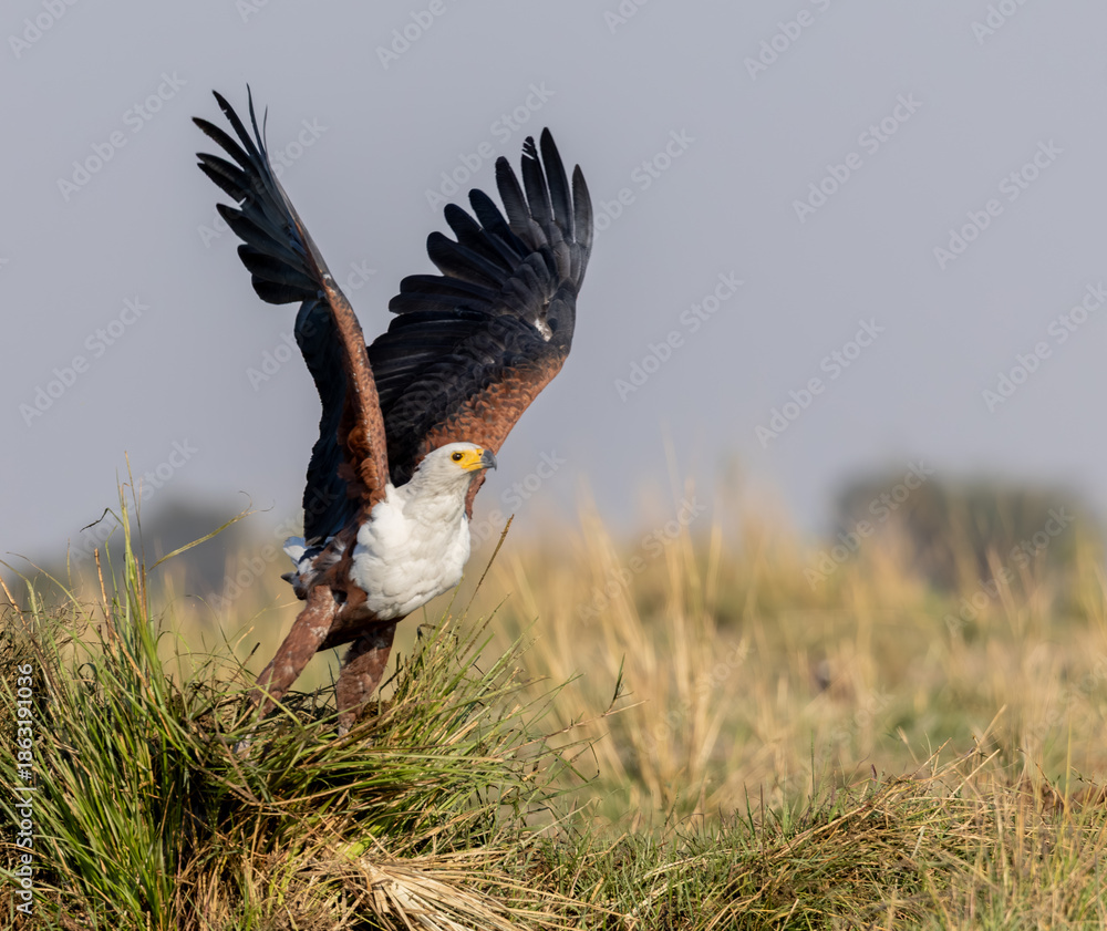 Obraz premium AFRICAN FISH EAGLE, Icthyophaga vocifer
