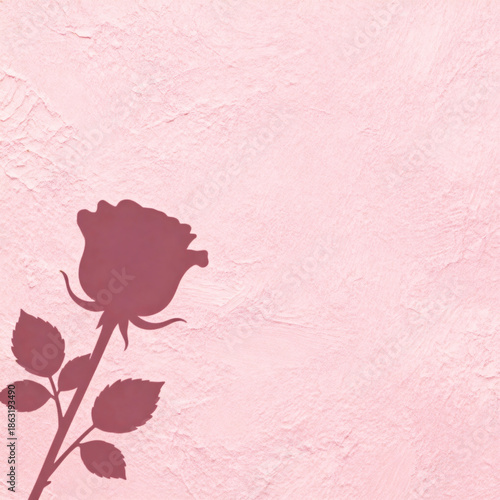 A Rose  on a pink  background. Valentines day.