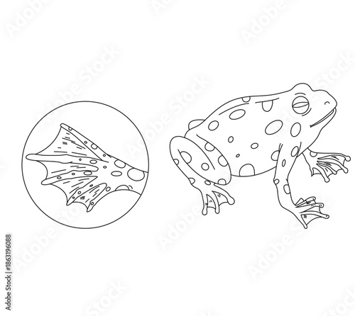 Science of hand drawn vector frog and his leg outline.