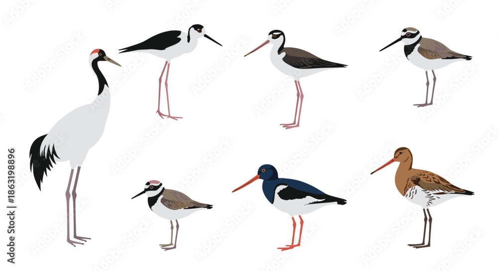 Obraz premium A diverse collection of seven beautifully illustrated wading and shore birds including a crane stilt plover and oystercatcher.
