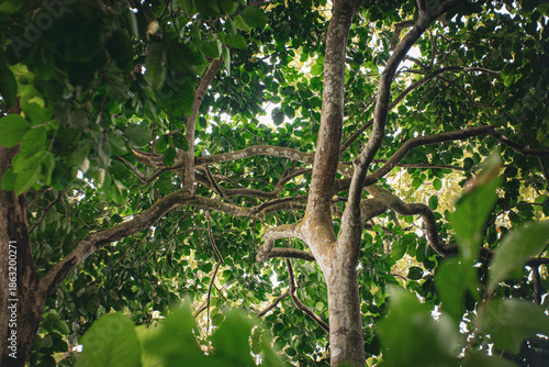 Photos Low angle view of tropical tree canopy with green leaves and sunlight