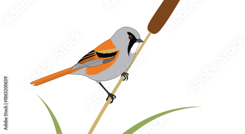 A beautiful and colorful illustration of a male bearded reedling bird perched on a cattail reed against a white background.