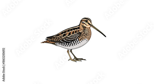 A realistic and detailed color vector illustration of a common snipe a wading bird with a very long beak.