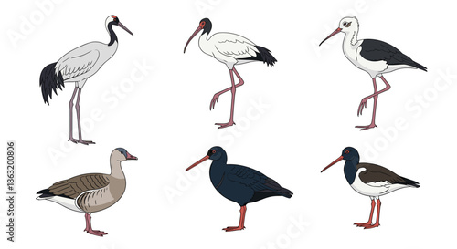 A beautiful collection of six species of wading birds including a crane ibis stilt and oystercatcher.