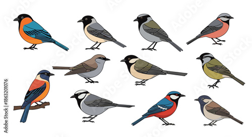 A beautiful collection of twelve different colorful bird species illustrations isolated on a white background for ornithology or design use.