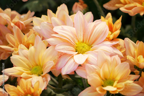 Foto Salmon pink color chrysanthemum