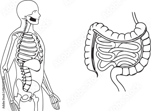 Anatomical Illustration of Human Skeleton and Digestive System Organs anatomy human body