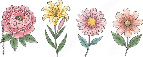 Colorful Botanical Flower Illustration Set Featuring Peony, Lily, Daisy, and Cosmos for Nature Design, Floral Decor, and Art Projects