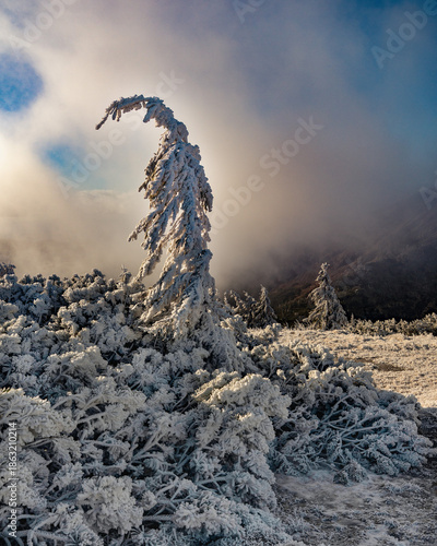 Frostüberzogene Fichte und Latschenkiefern im Sonnenschein im Riesengebirge