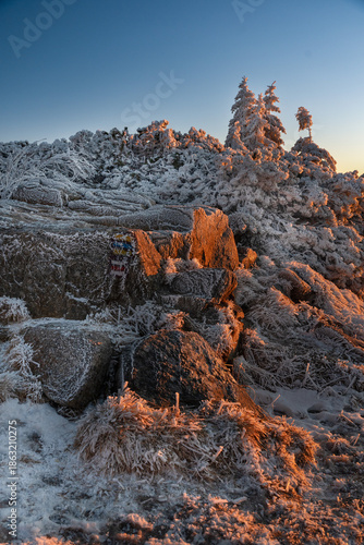 Felsen und Latschenkiefern mit Frost im Sonnenuntergang, Riesengebirge