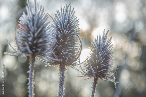 closeup on the flower of a thistle covered with frost in the morning sunlight...