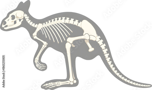 Kangaroo skeleton in detailed illustration for educational use