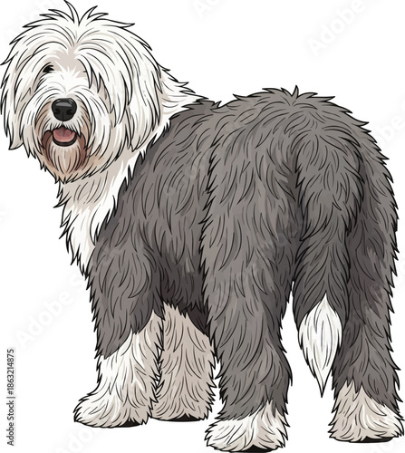 Old English Sheepdog standing rear view looking back cute pose