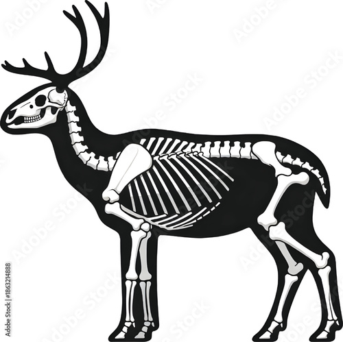 Deer skeleton illustration in black and white standing