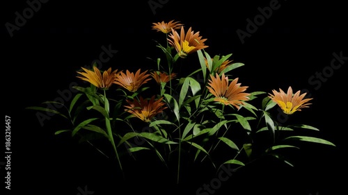 common marigold flower, pot marigold flower tree swaying in spring and summer wind, realistic animation with transparent background in 4k
