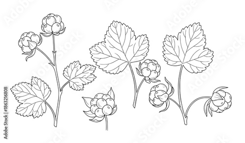 Arctic cloudberry outline botanical vector illustration isolated on white background