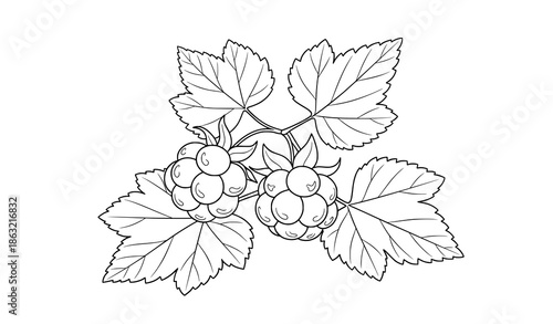 Minimal cloudberry fruit and leaf outline vector illustration isolated on white