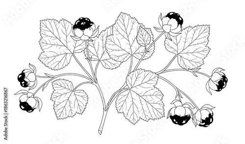 Cloudberry plant outline illustration arctic wild berry botanical vector