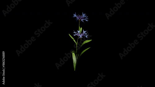cerastium arvense flower tree swaying in autumn and winter wind, realistic animation with transparent background and alpha channel in 4k