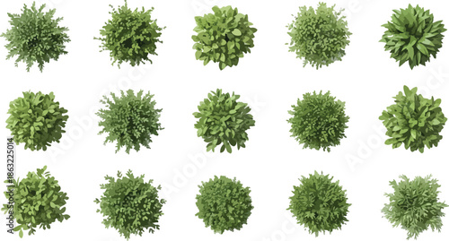 Collection of various green bushes and shrubs