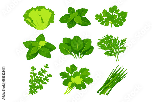Collection of fresh green herbs and leafy vegetables