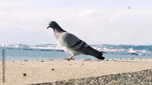 防波堤から飛び立つ鳩と留まる鳩