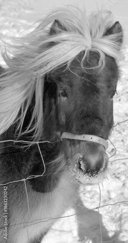 Foto Miniature horses are the size of a very small pony, many retain horse characteristics and are considered horses by their respective registries