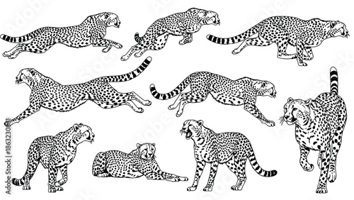 Leopard Family Running and Resting Montage: Dynamic Wildcat Action Illustration for Wildlife and Nature Scenes