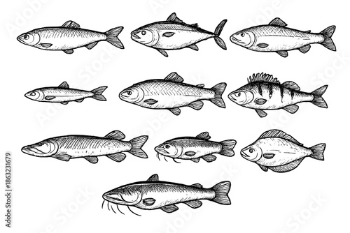 Collection of Hand-Drawn Fish Illustrations