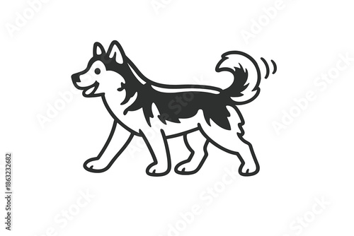 Playful black and white husky dog on gray background