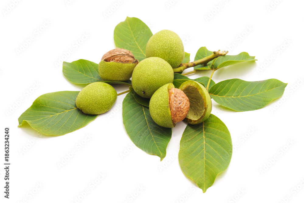 Fototapeta premium Green walnuts with leaves on a white background.