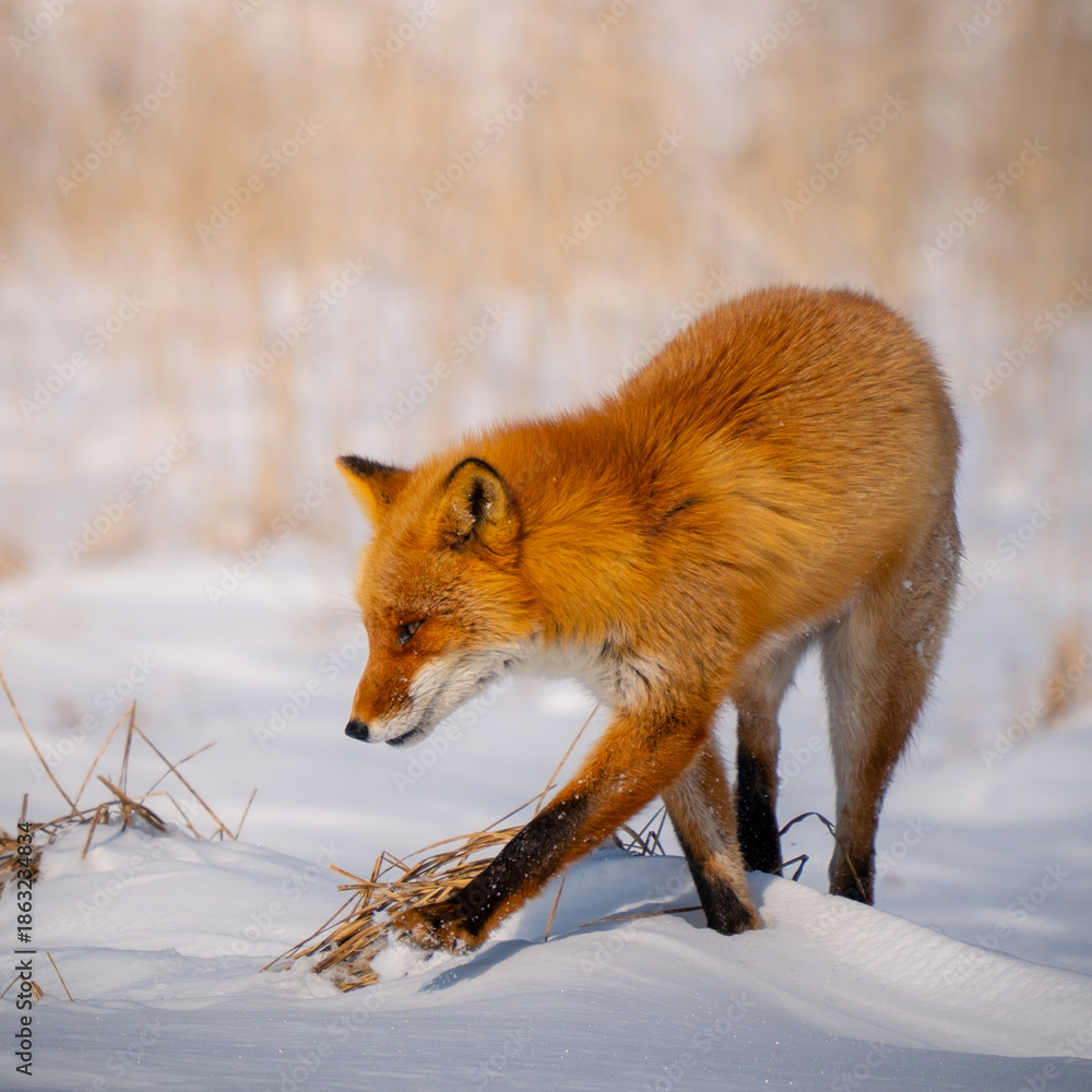 Obraz premium Ezo red fox