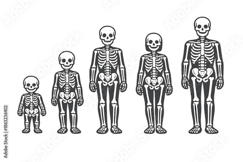 Human Growth Stages Skeleton Progression