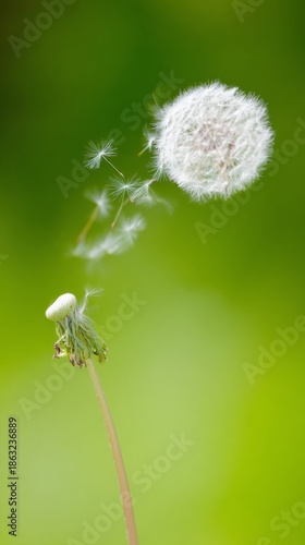 seedhead. Dandelion seeds dispersing in wind, white fluff floating through air. gardening catalogs, home-decor guides, designed for gardening and botanical catalogs.
