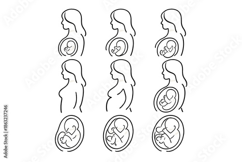Stages of Fetal Development in Womb
