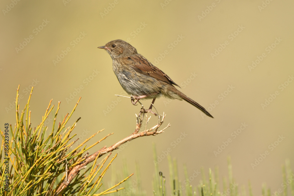Fototapeta premium acentor en la sierra de gredos