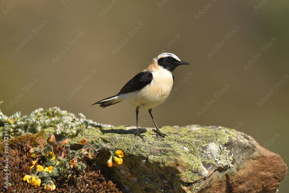 Fototapeta premium collalbas en el campo en primavera