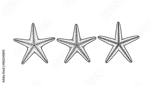 Three Starfish Row on White Background — Hand-Drawn Sea Life Illustration for Coastal Decor Prints