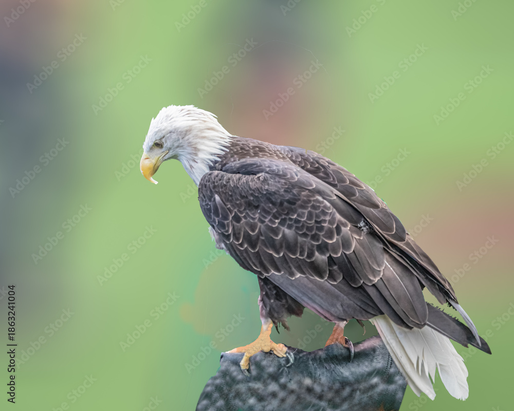 Fototapeta premium A Bald Eagle