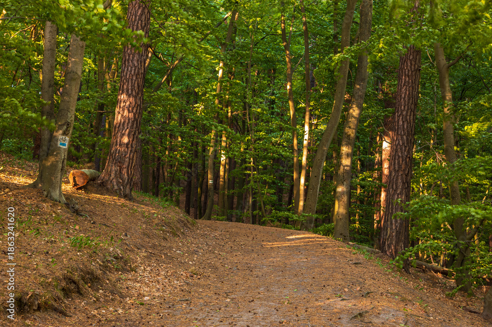 Fototapeta premium Forest path with sunlight in Oliwa woods in Gdansk, Poland.