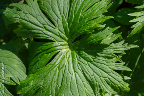 Blatt eines Gelben Eisenhutes